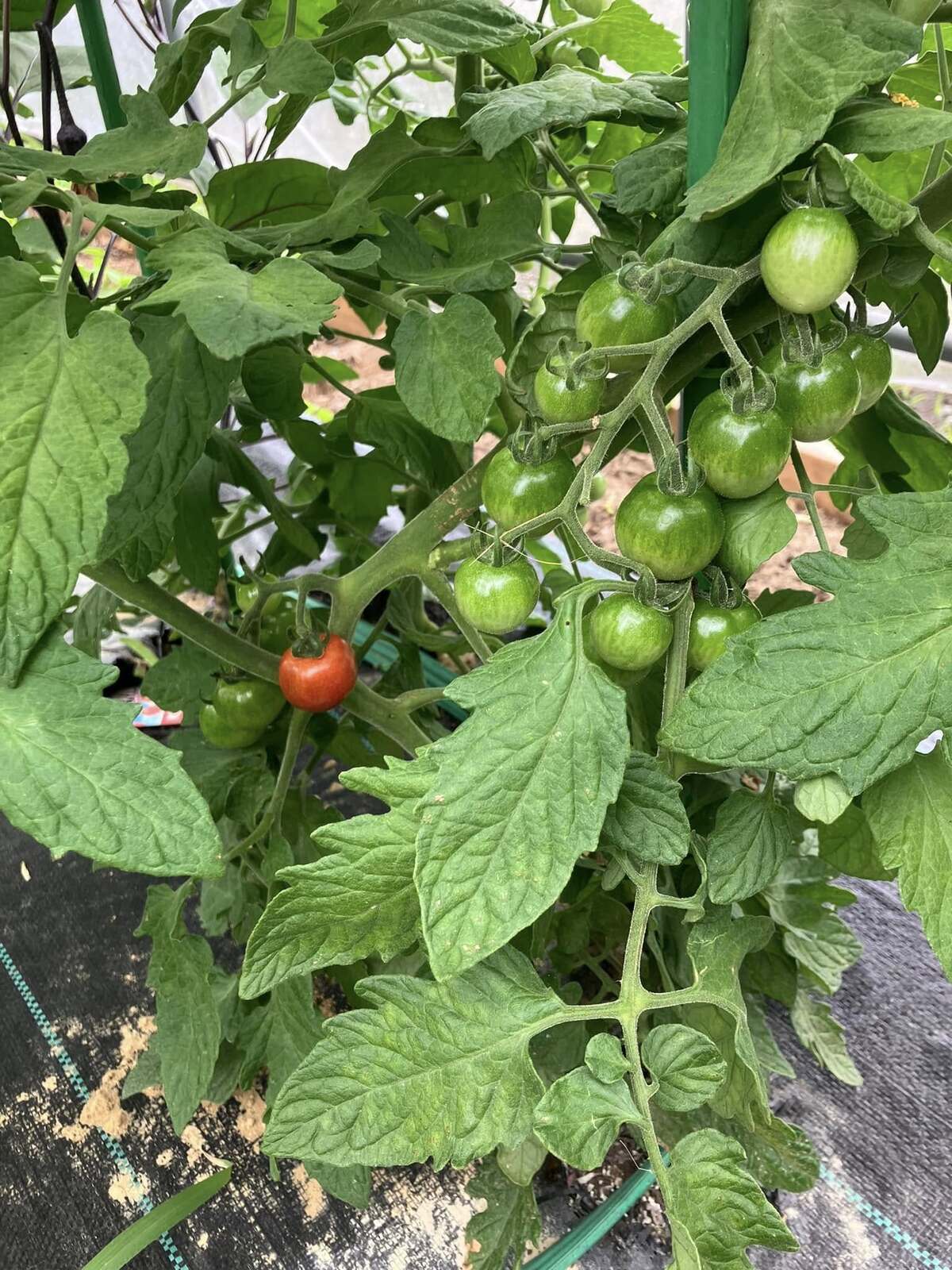 プチトマトの収穫が始まりました